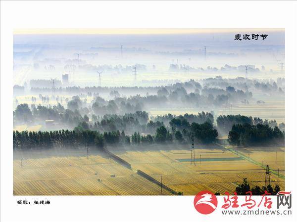 雾里老区麦收忙.jpg